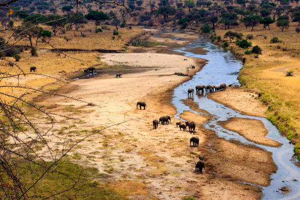  Elephants crossing the Tarangire River