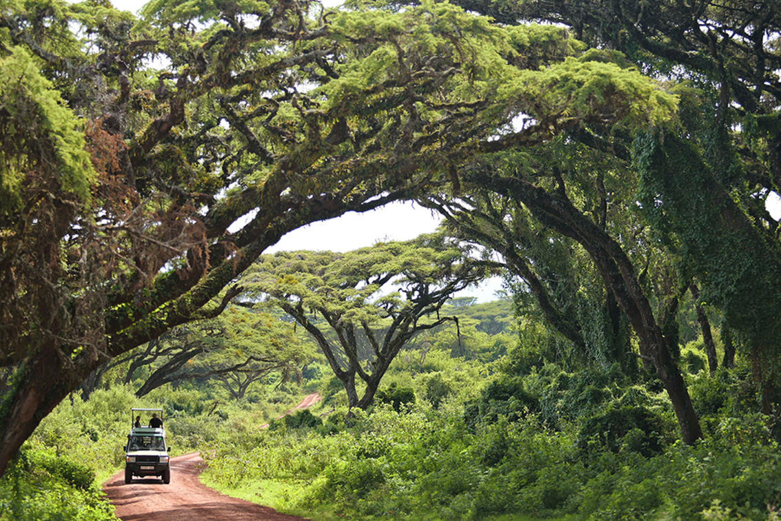 Tourists on a game drive in Ngorongoro
