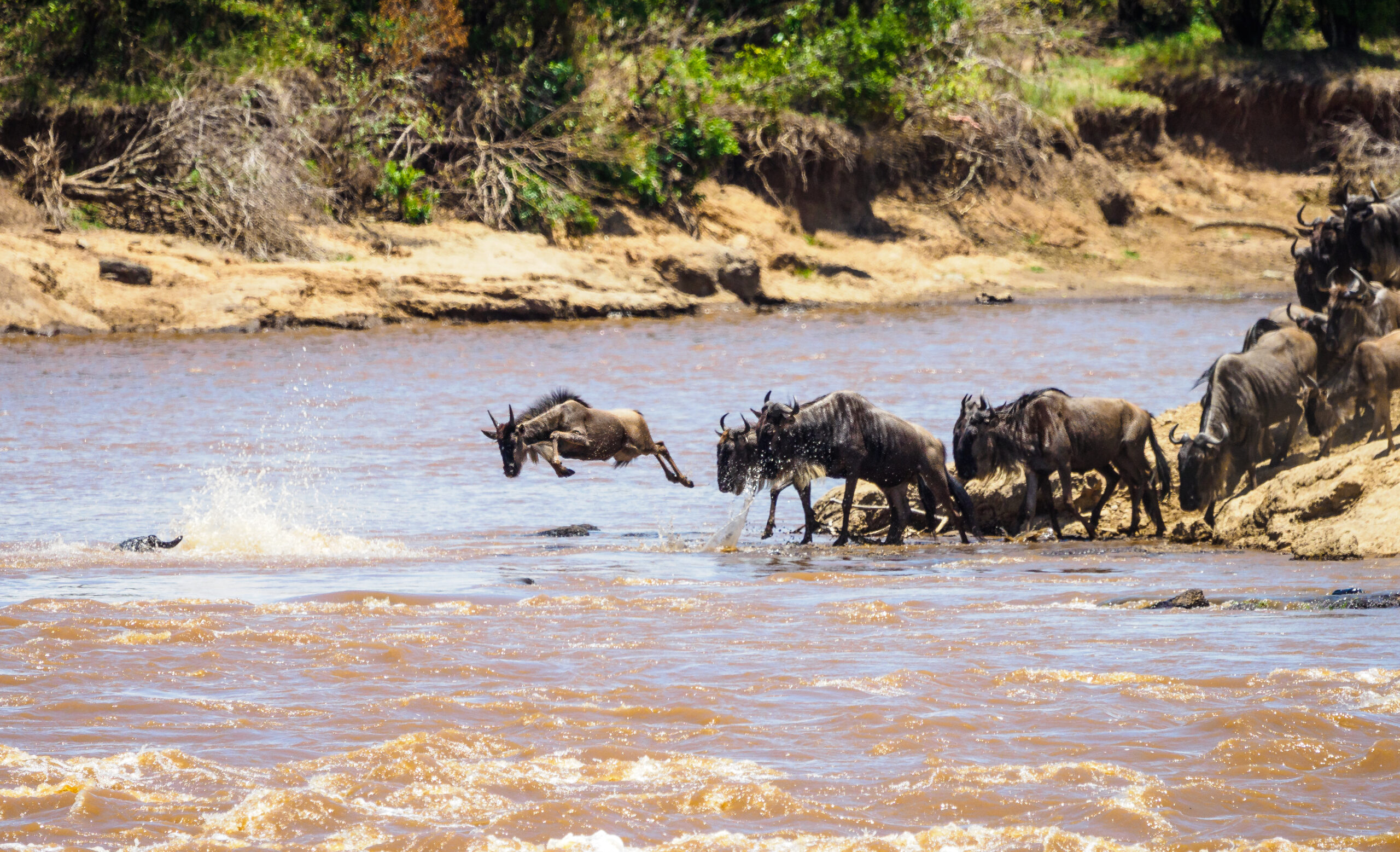 Wildebeest_Jumping_Into_the_Mara_River