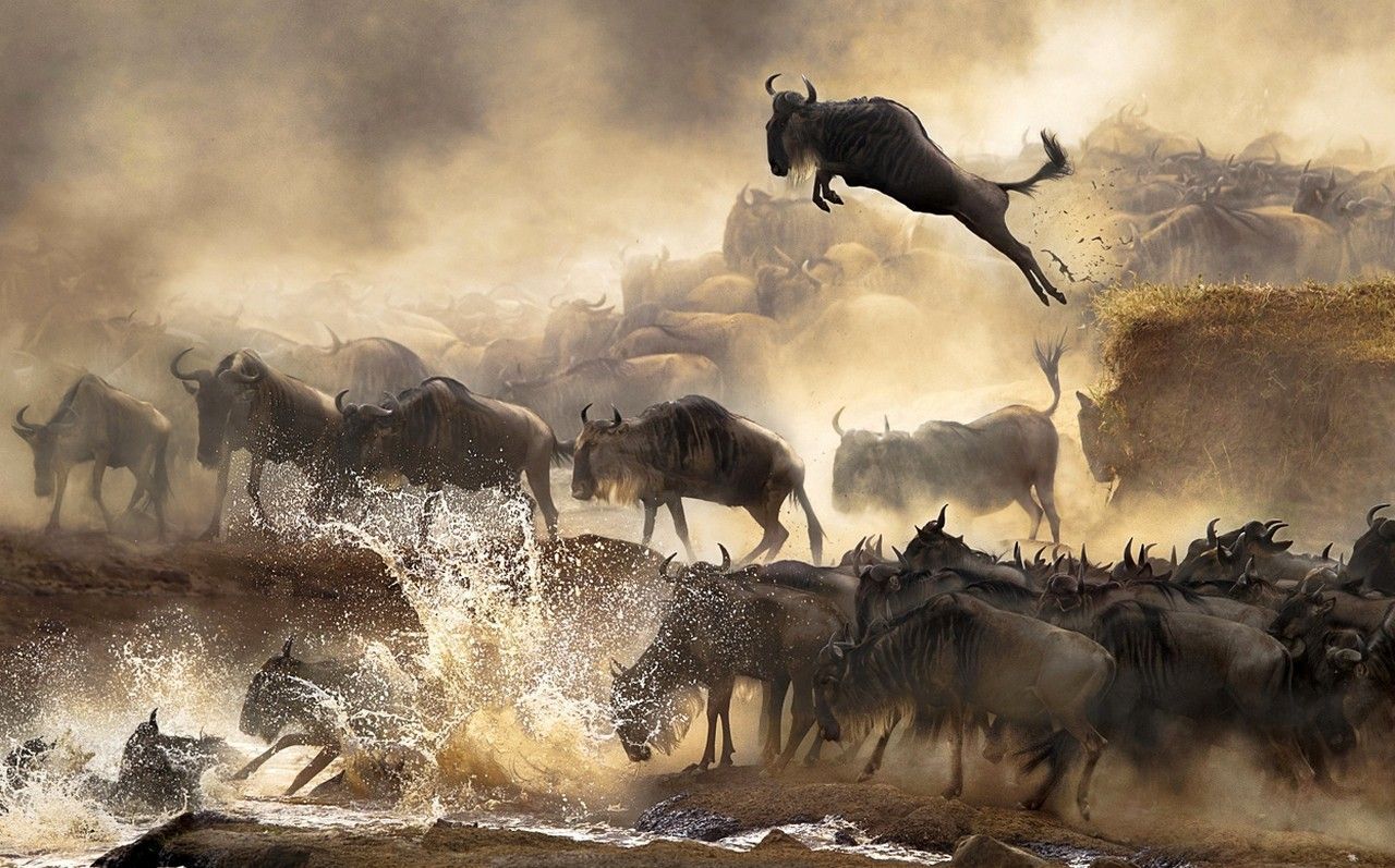  Mara River Crossings of wildebeests