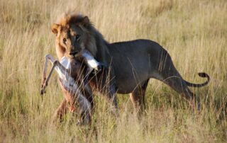 A lion feasting on its prey in Etosha National Park