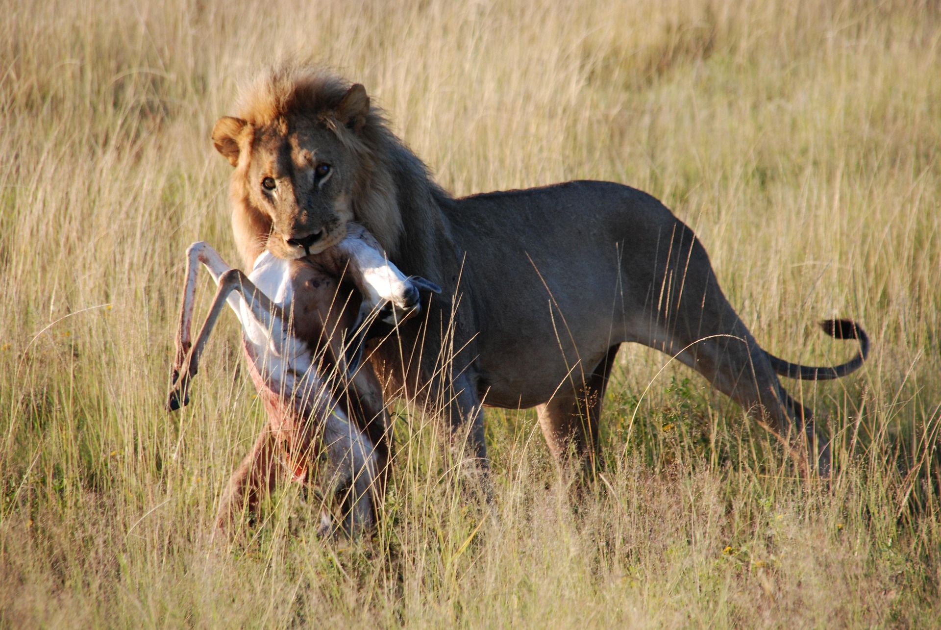 A lion feasting on its prey in Etosha National Park