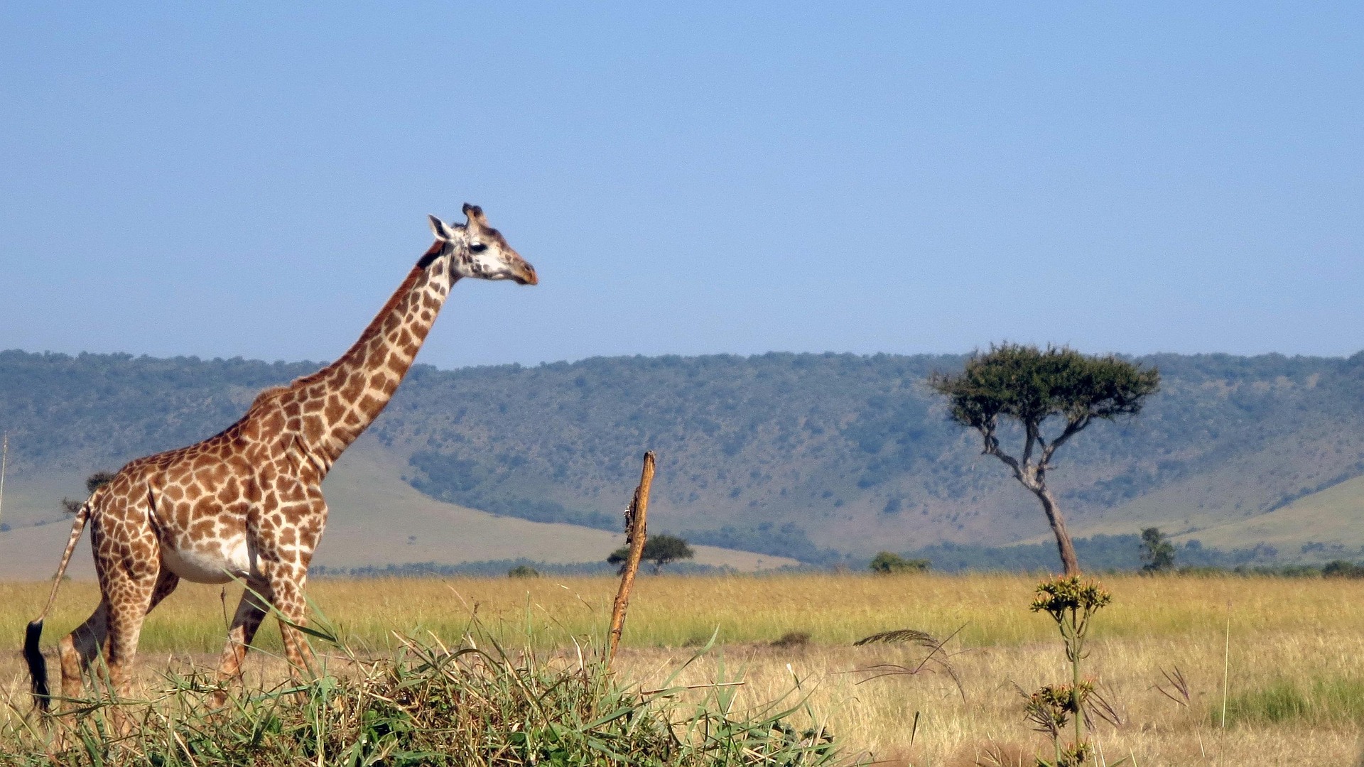 A giraffe in Masai Mara