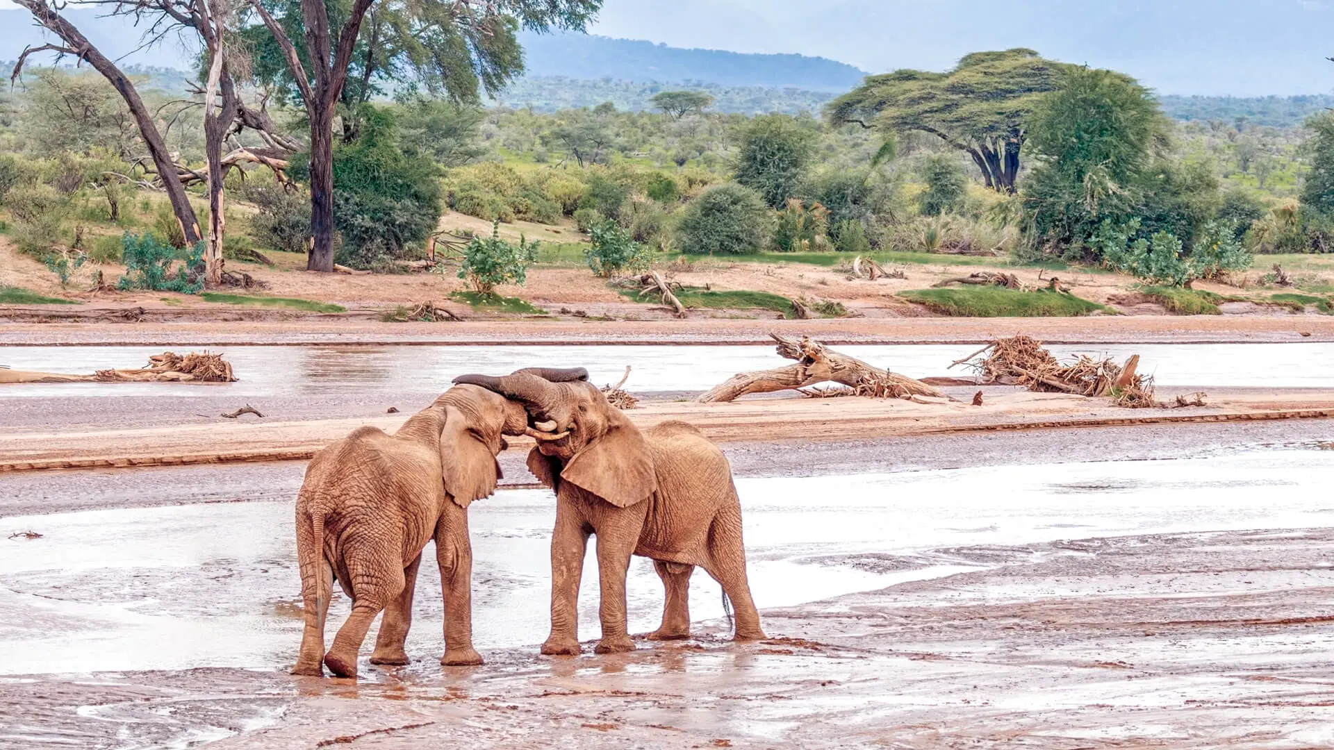 Destinations-Samburu-Elephants Destinations-Samburu-Elephants
