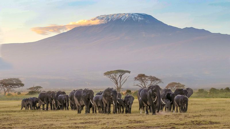 An elephant herd in Amboseli National Park