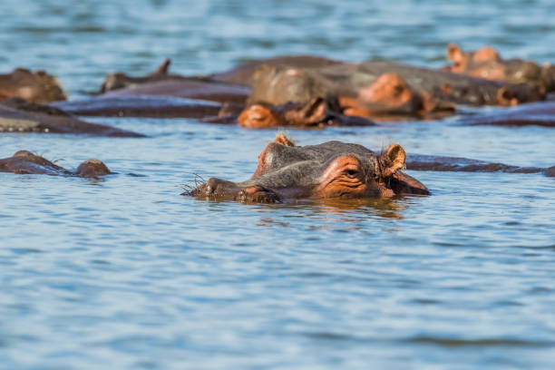 Hippopotamuses in the water with family - Looking at Camera Hippos in Lake Naivasha