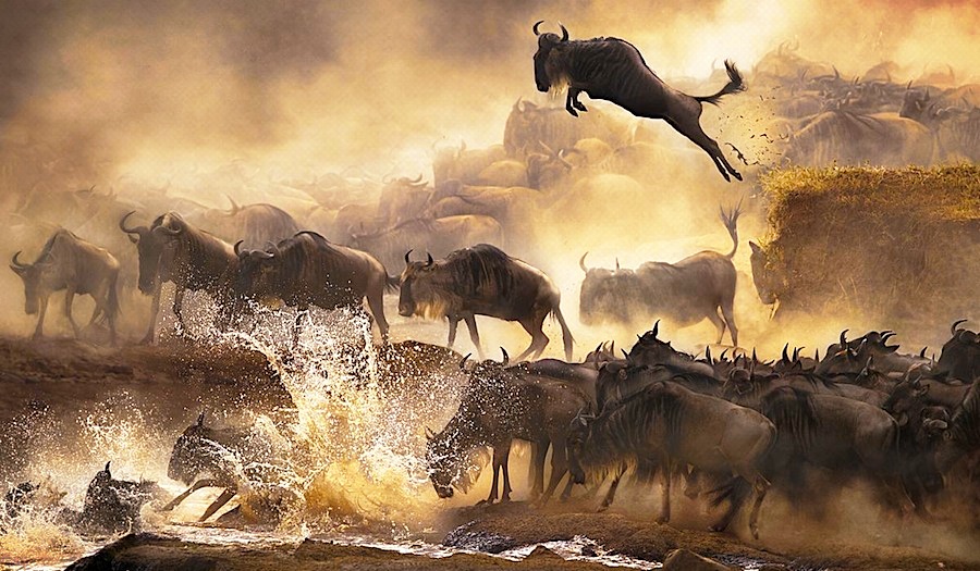 Masai Mara wildebeest migration in Kenya Masai Mara wildebeest migration in Kenya