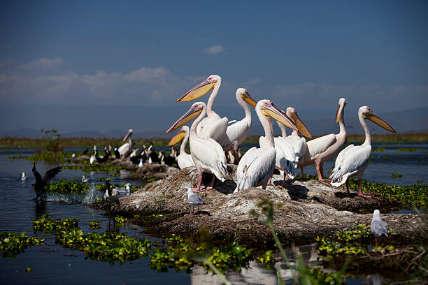 Pelicans resting on a rock, Lake Naivasha, Kenya Pelicans in lake Naivasha National Park