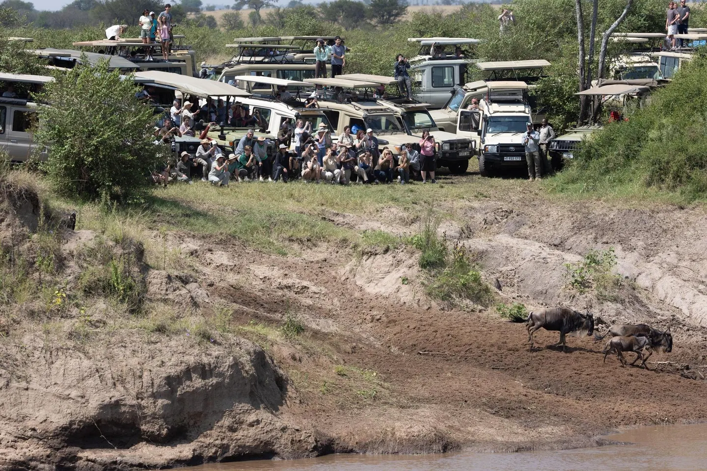 Tourists stsnding close to Land Cruiser Extended 4x4s watching the Mara River crossings of wildebeests