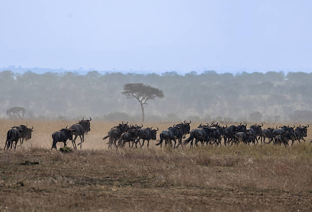 see the Masai Mara wildebeest migration