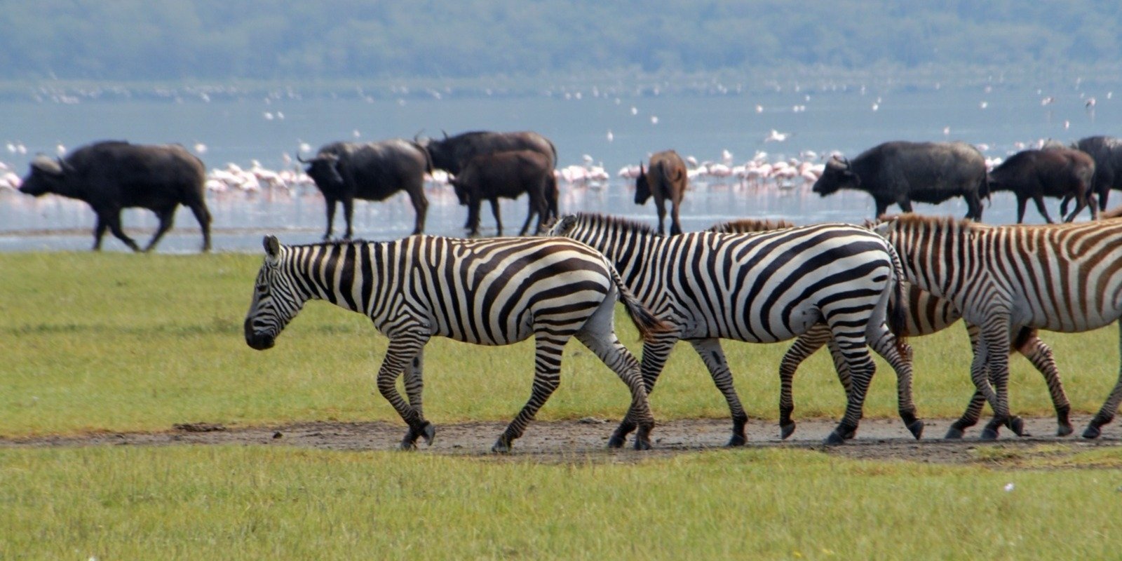 Animals along the shores of Lake Nakuru in Kenya