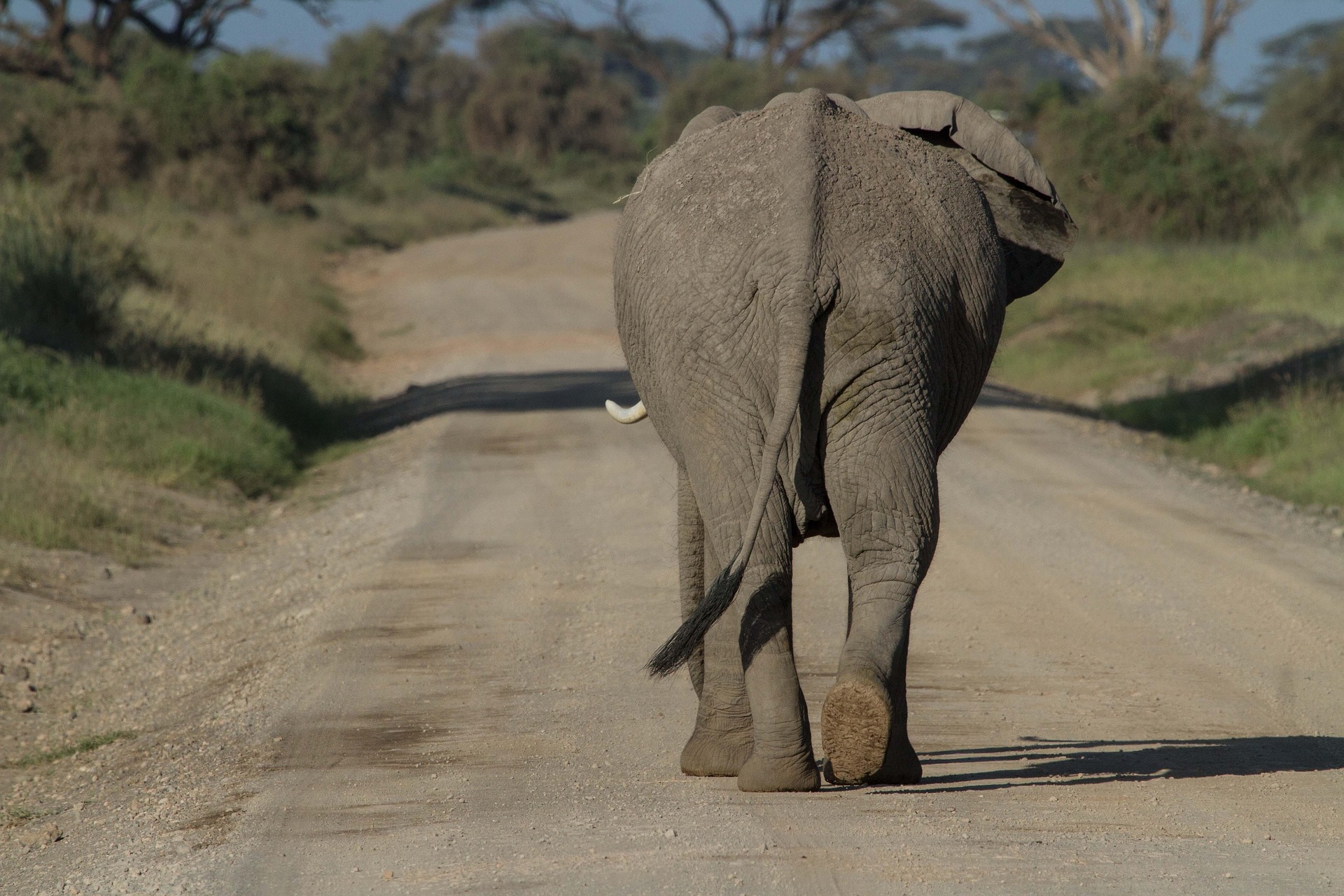 rodobby-african-bush-elephant in Amboseli National Park