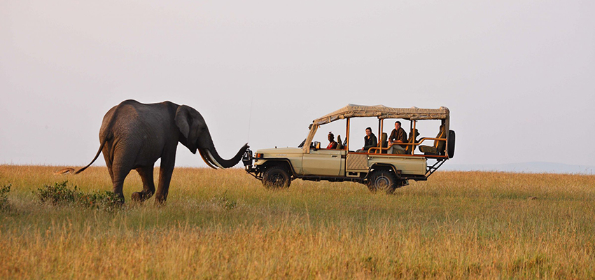 An elephant spoted during a game drive in Masai Mara