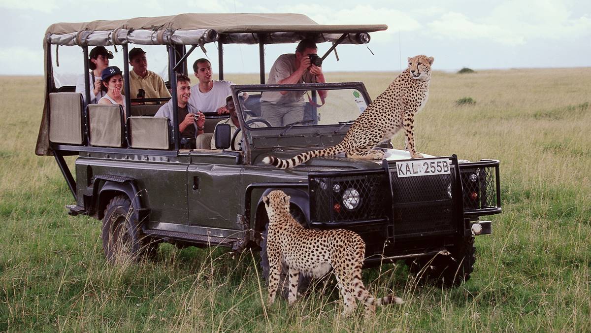 Leopards on a 4x4 safari vehicle in Masai Mara Leopards on a 4x4 safari vehicle in Masai Mara