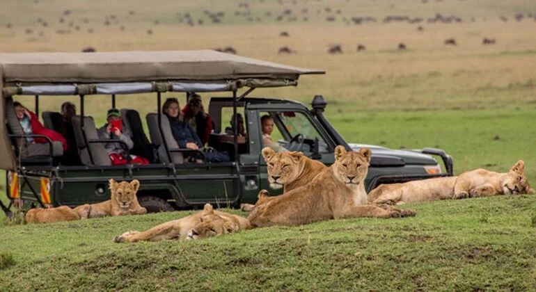 lions in Masai Mara