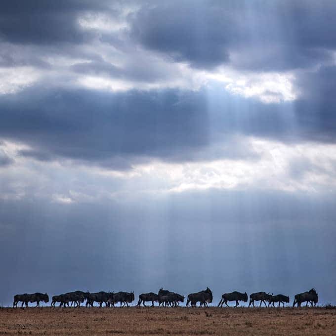wildebeests-during-the-masai-mara-rainy-season Wildebeests during the rainy season in Masai Mara