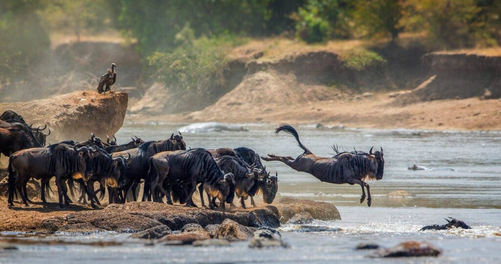 wildebeests-migration-in-serengeti-national-park