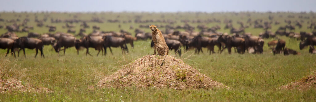 cheetah-and-wildebeest-Serengeti
