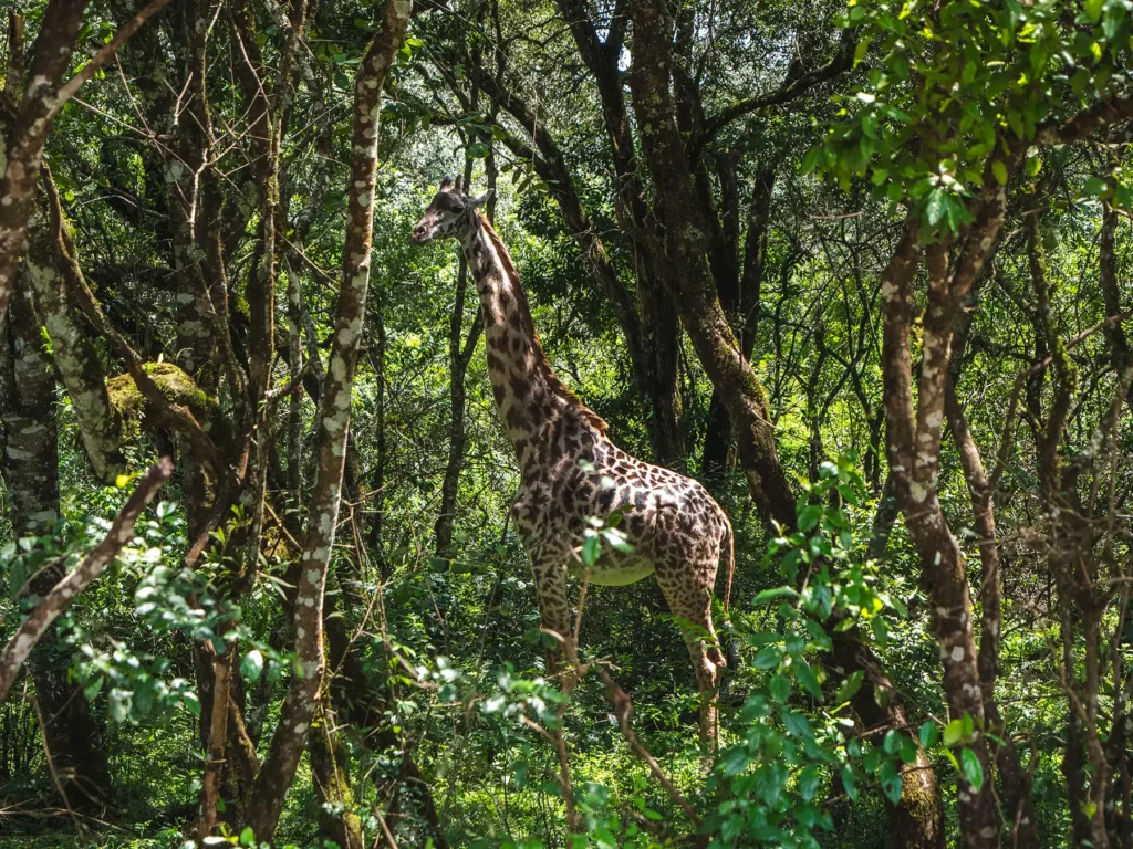 A giraffe in Arusha National Park