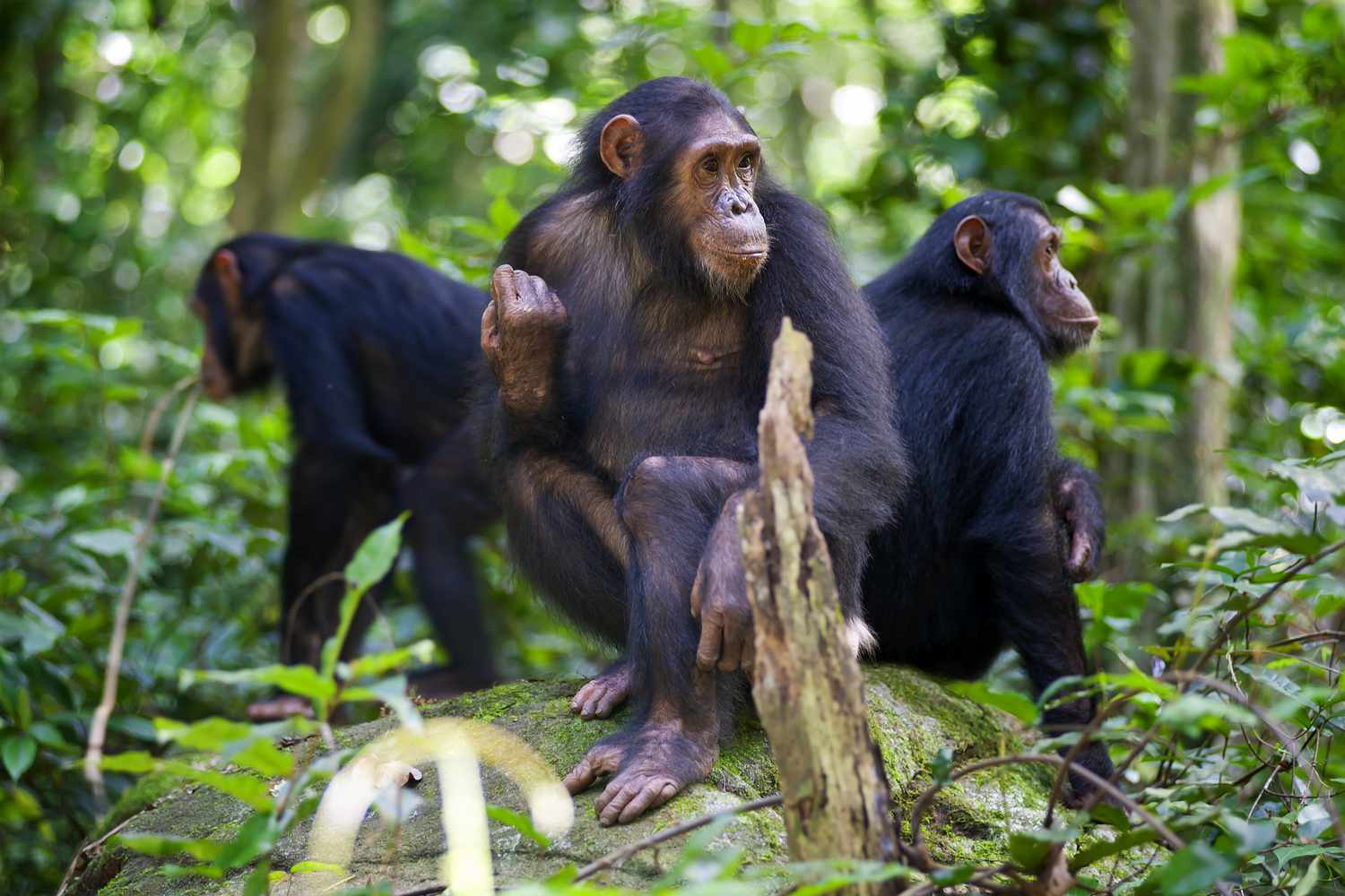 Chimpanzees in Gombe National Park