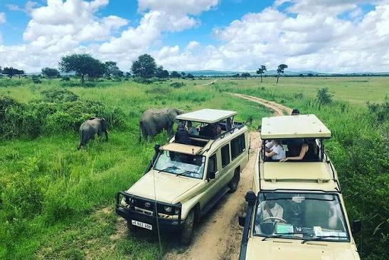 Mikumi National Park game drives