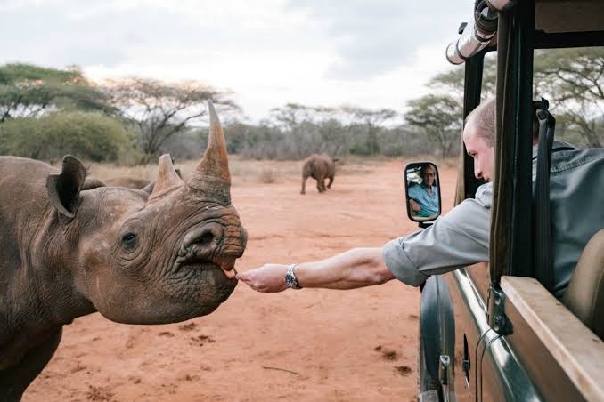 A rhino in Mkomazi National Park