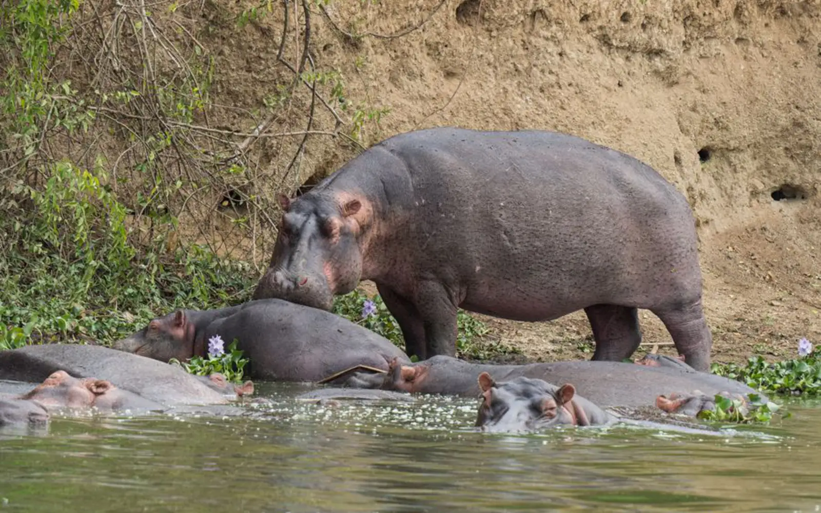Rhinos-in-katavi-national-park