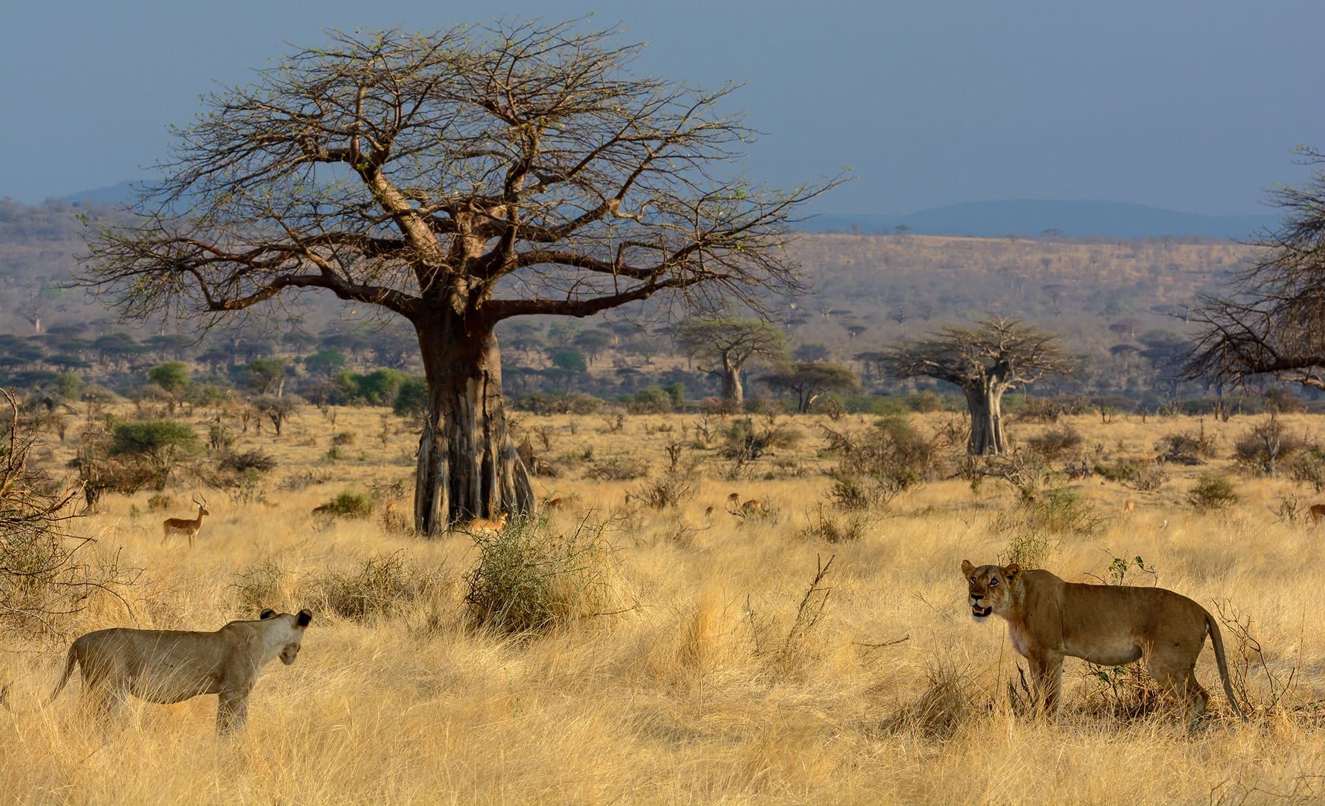 Ruaha National Park